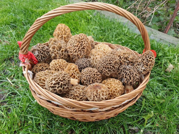 Smardze – leśna arystokracja