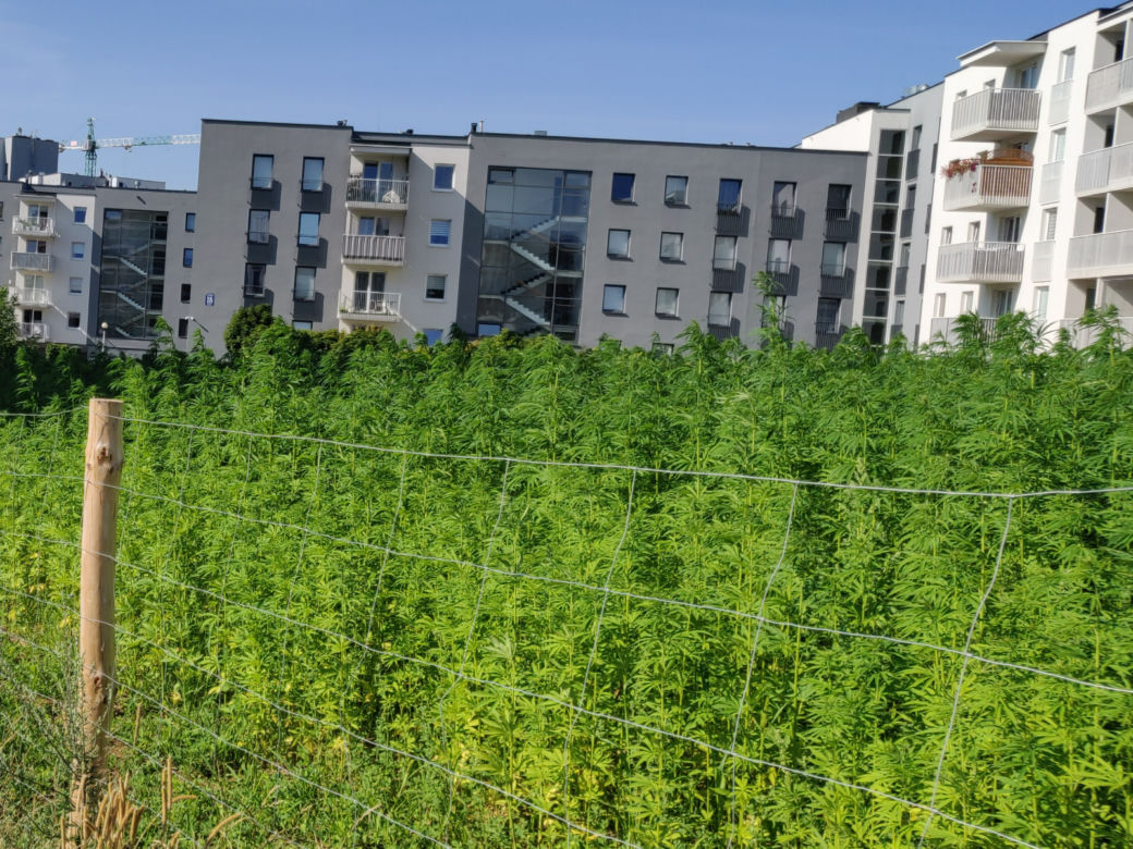 Na słynnej lubelskiej plantacji jest już zielono