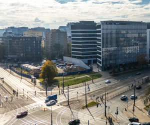 Serek wolski w Warszawie