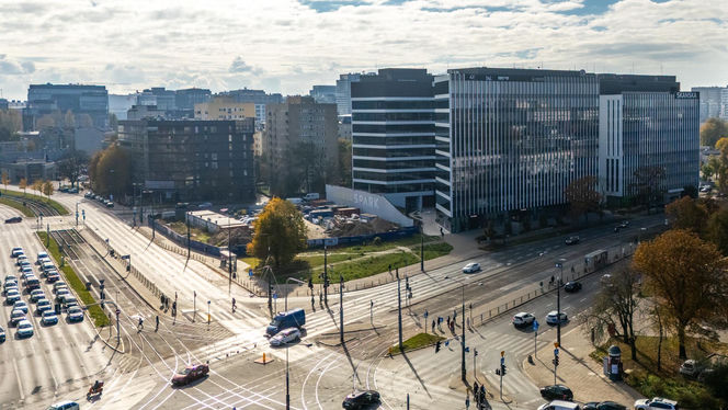 Serek wolski w Warszawie