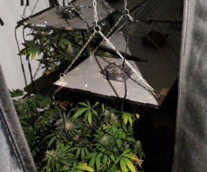 Marihuana w namiotach