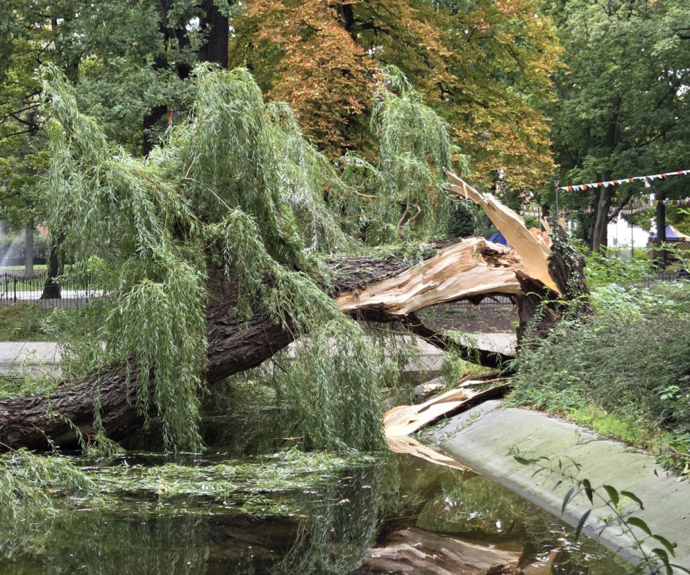 Złamana, wielka wierzba leżąca w stawie w Parku Kościuszki. O zdarzeniu w Lesznie przeczytasz na Eska Leszno.