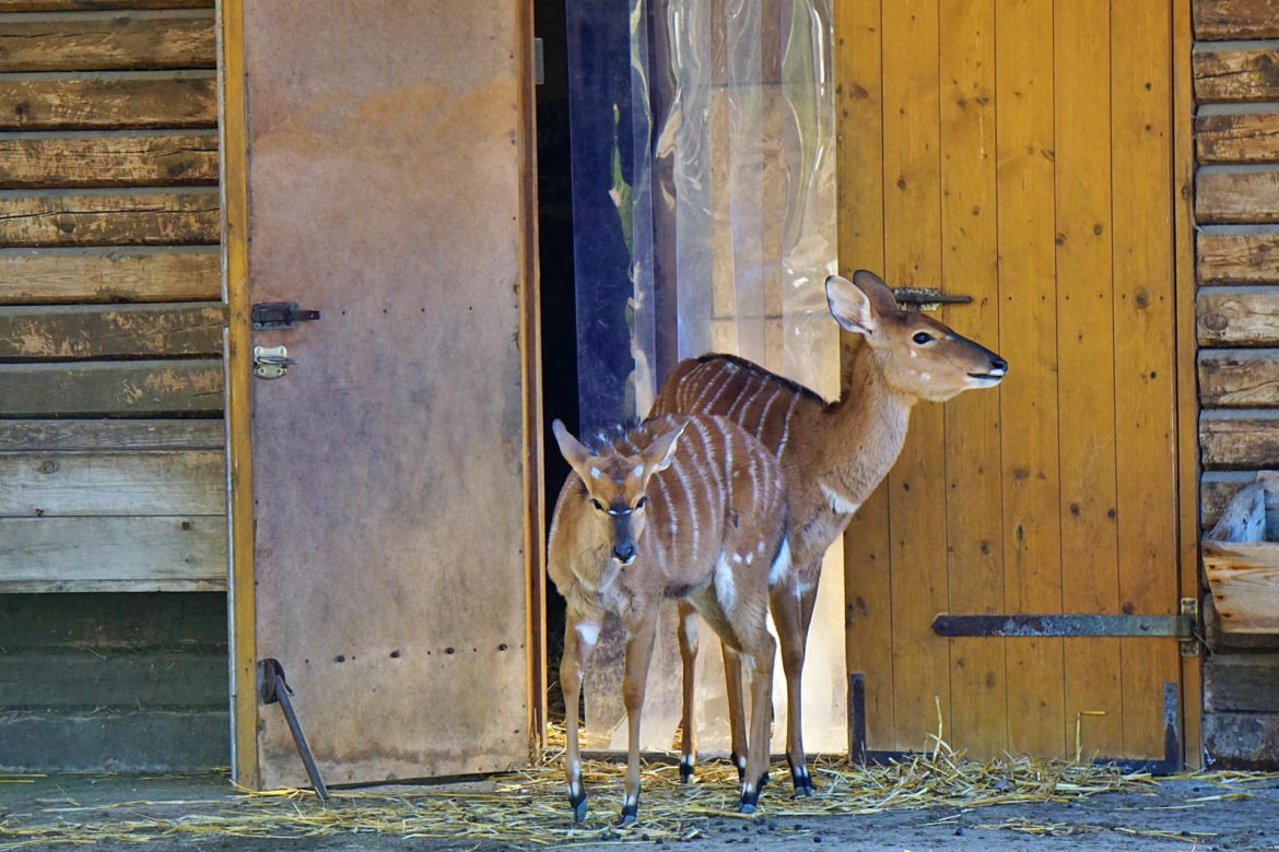 Najlepsze ogrody zoologiczne w Polsce [ZDJĘCIA]