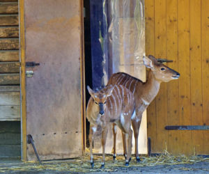 Najlepsze ogrody zoologiczne w Polsce [ZDJĘCIA]