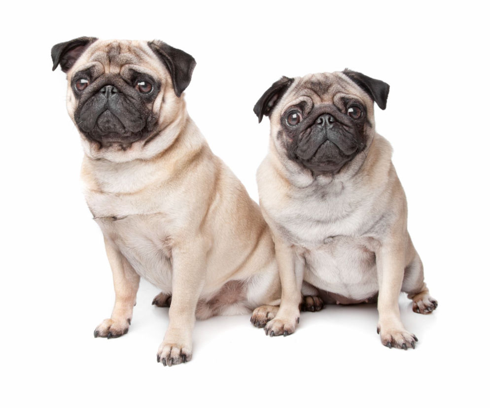 Mops: wygląd, dieta, choroby