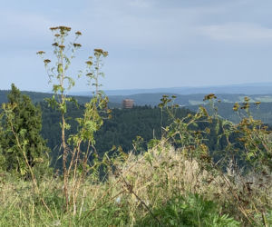 Ścieżka w koronach drzew Krynica Słotwiny