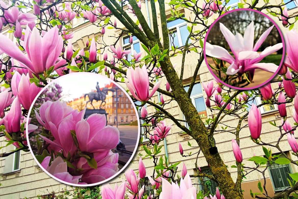 Magnolie w Szczecinie