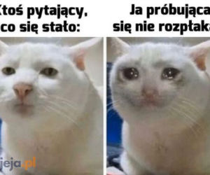 Dzień Kota 2020