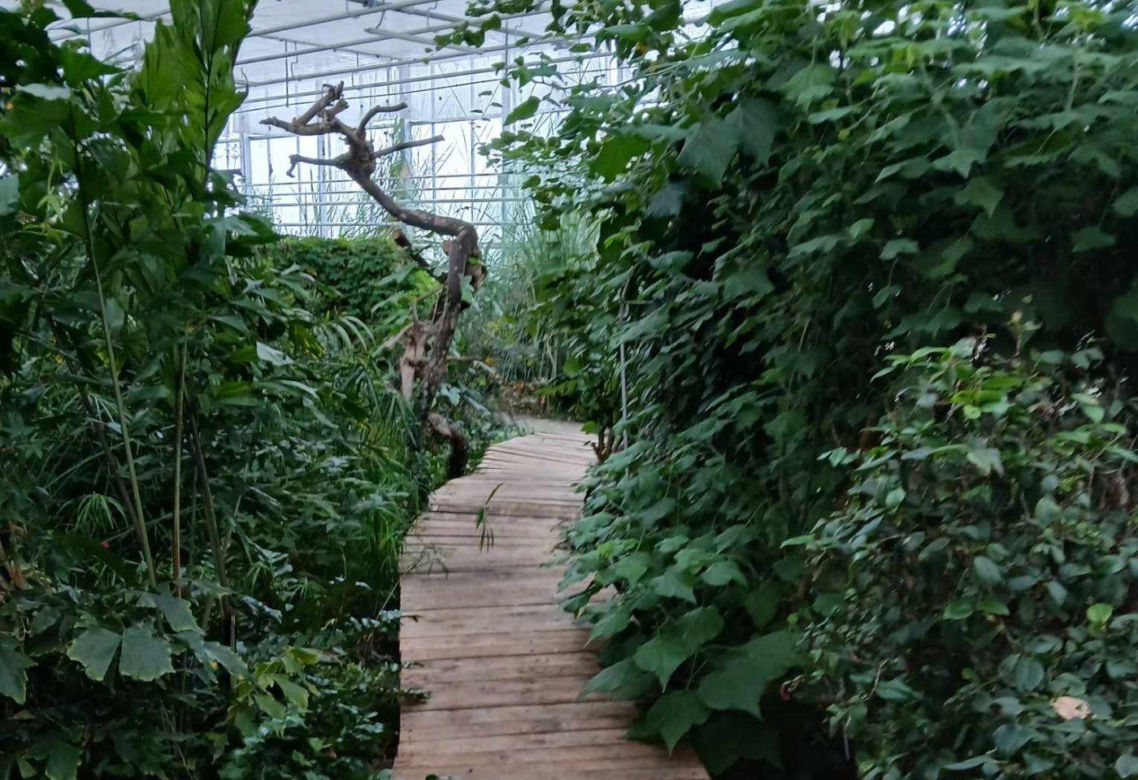 Spacer po ogrodzie botanicznym odbywa się w dniach 18 i 19 stycznia