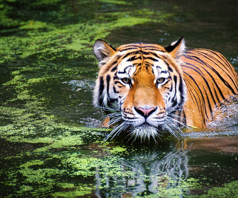 Tygrys kąpie się w basenie, a małpy jedzą... lody owocowe. Upały w zamojskim zoo