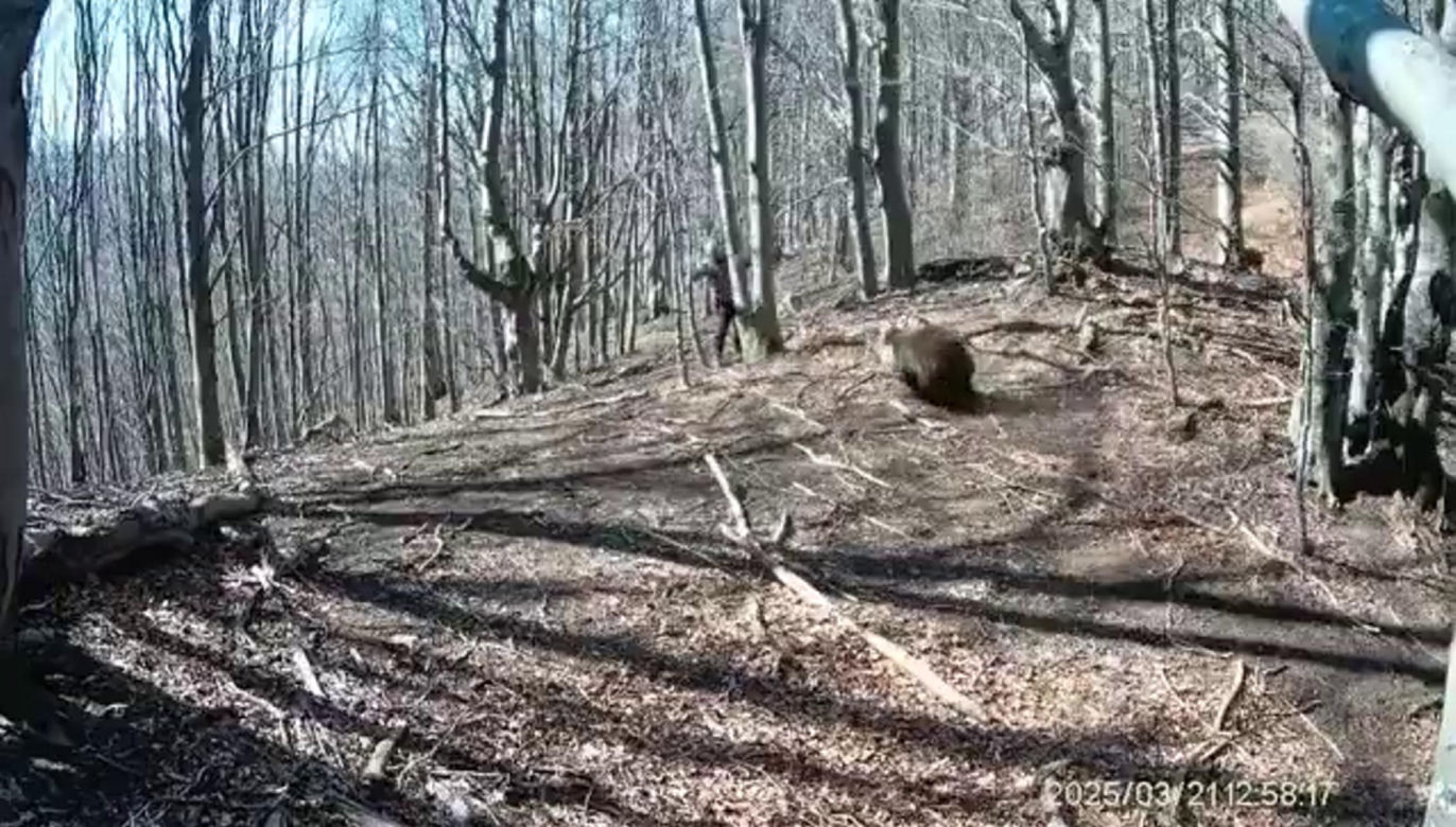 Atak niedźwiedzia na człowieka na Słowacji! Wideo mrozi krew w żyłach