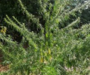 30-latek uprawiał marihuanę! Na posesji miał środki psychotropowe i nielegalną amunicję