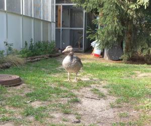Dniami i nocami ratują dzikie zwierzęta. Niezwykłe miejsce w Spytkówkach w powiecie kościańskim