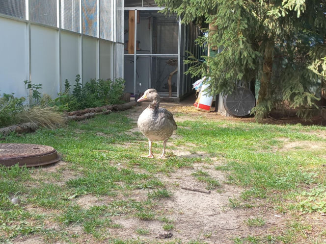 Dniami i nocami ratują dzikie zwierzęta. Niezwykłe miejsce w Spytkówkach w powiecie kościańskim