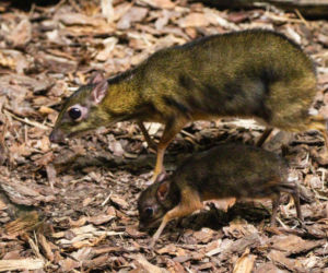 Malutki myszojeleń w Warszawskim ZOO