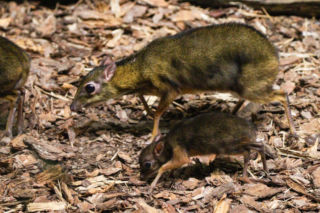 Malutki myszojeleń w Warszawskim ZOO