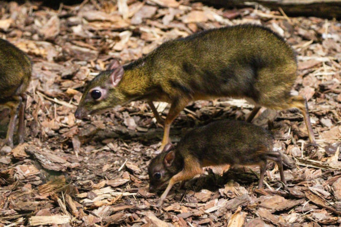 Malutki myszojeleń w Warszawskim ZOO