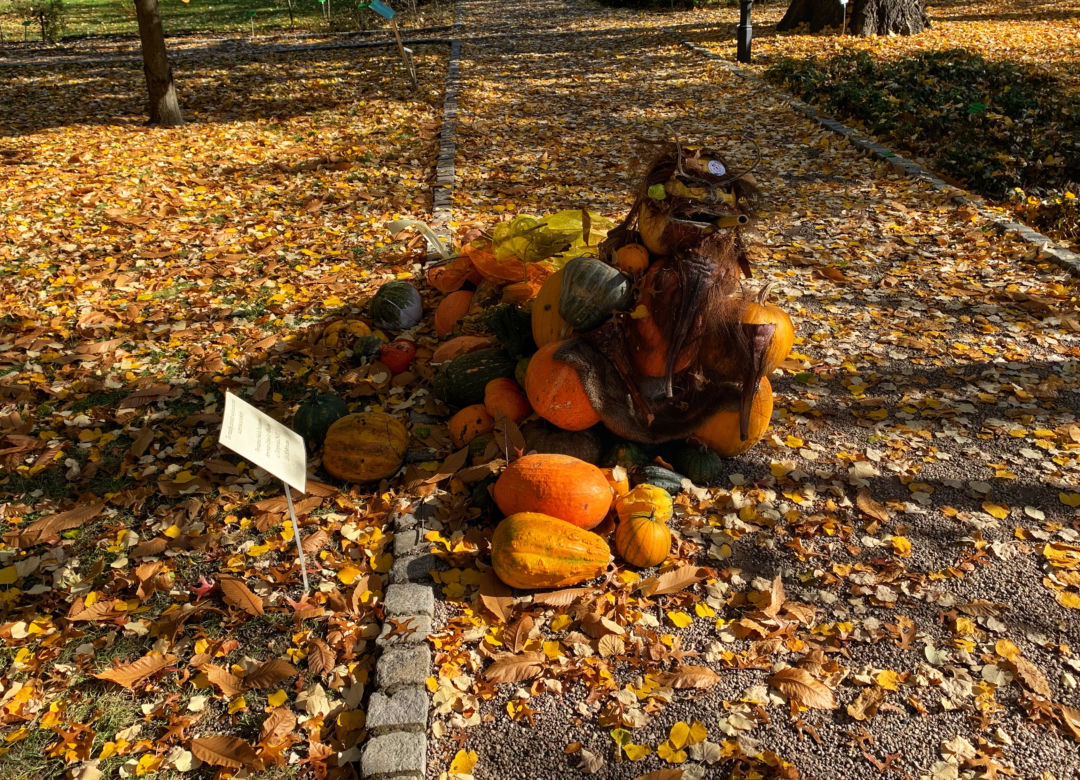 Jesień w ogrodzie botanicznym we Wrocławiu