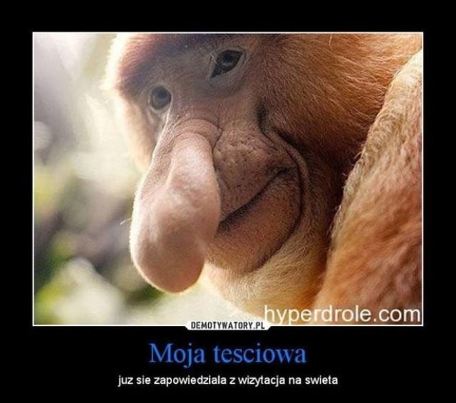 Dzień Teściowej 2026