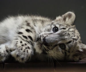 Zwierzak Roku 2025 Warszawskiego ZOO. Oto nominowane zwierzaki