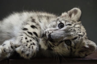 Zwierzak Roku 2025 Warszawskiego ZOO. Oto nominowane zwierzaki