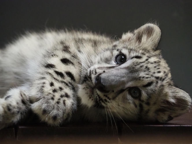 Irbis śnieżny Pamir