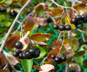 Aronia 