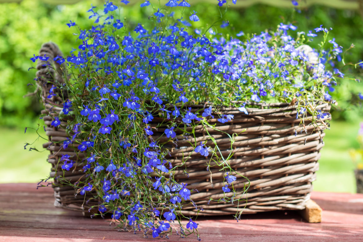 5. Kwiaty na balkon. Lobelia towrzy piękne kaskady 