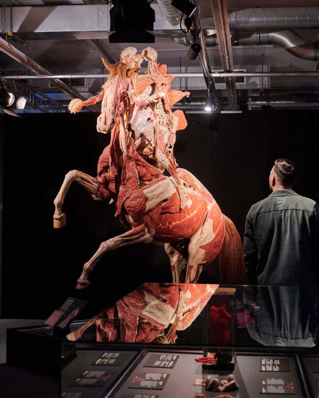 Body Worlds