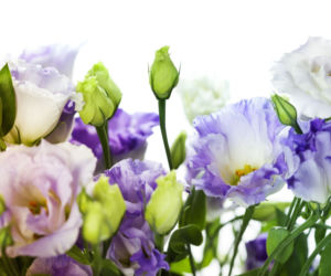 Eustoma wielkokwiatowa