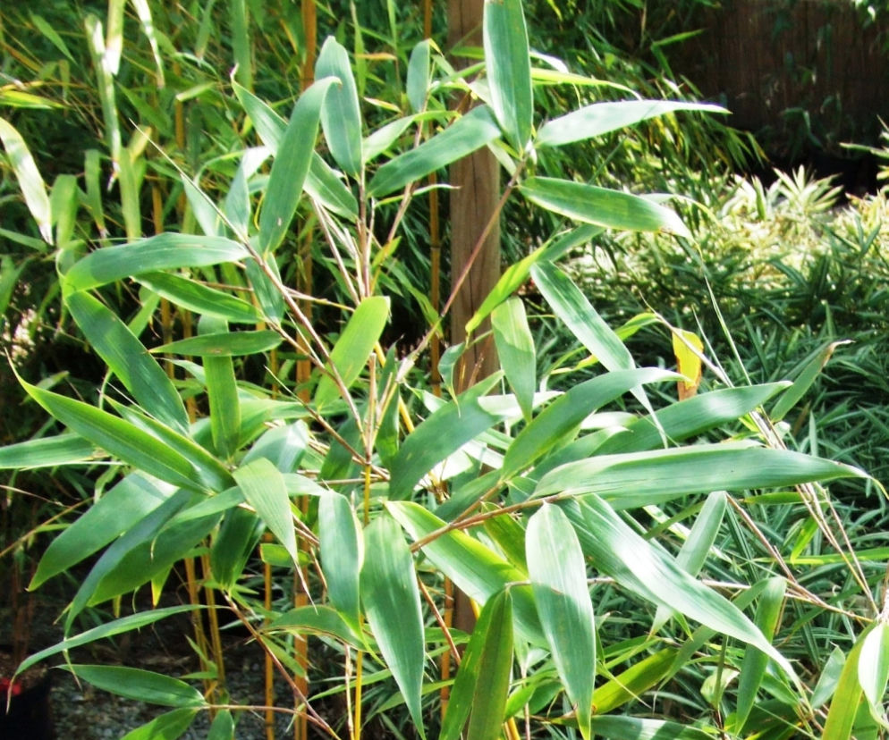 Fargesia olbrzymia ‘Wolong’
