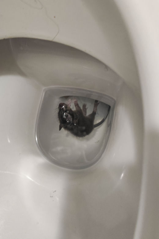 Plaga szczurów we Wrocławiu