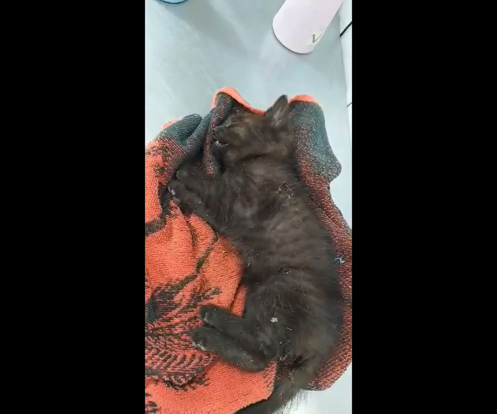 Rybnik: Małe kotki zostały otrute! Umierały w konwulsjach. Przerażająco smutne WIDEO!