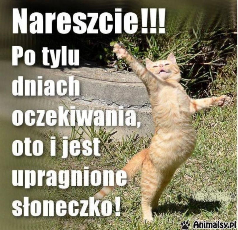 Chcesz poprawić sobie humor? Te memy ze zwierzętami rozbawią cię do łez!
