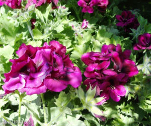 Pelargonie angielskie – modna grupa pelargonii