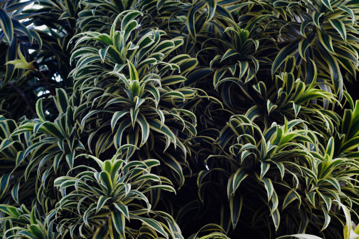 Dracena odwrócona