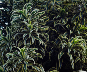 Dracena odwrócona