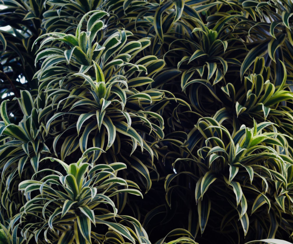 Dracena odwrócona