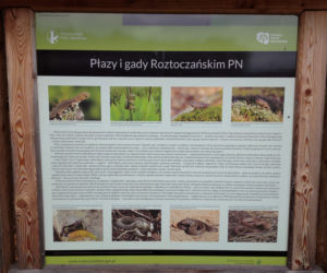 Akcja RPN Ocal żabkę