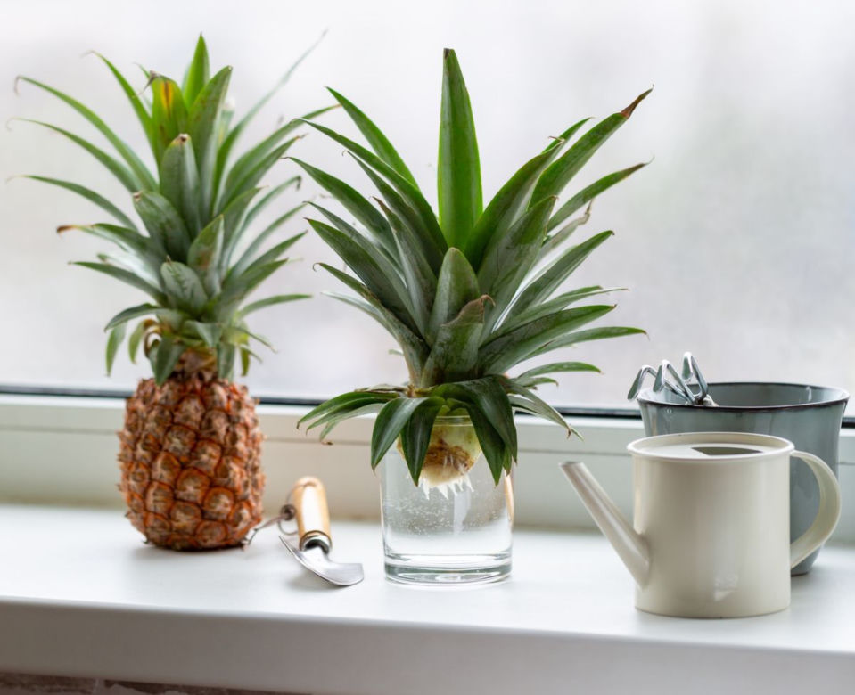 Ananas