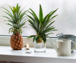 Ananas