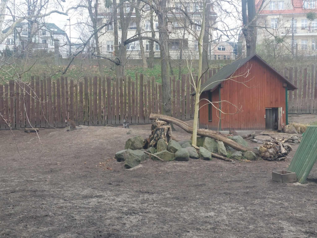 Taraje i kangurzątka. Złoty czas Ogrodu Zoobotanicznego w Toruniu