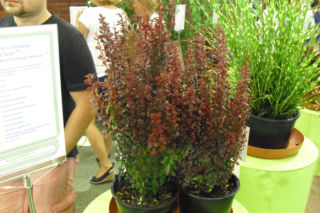Berberys Thunberga 'Red Torch'PBR - Berberis thunbergii 'Red Torch'PBR