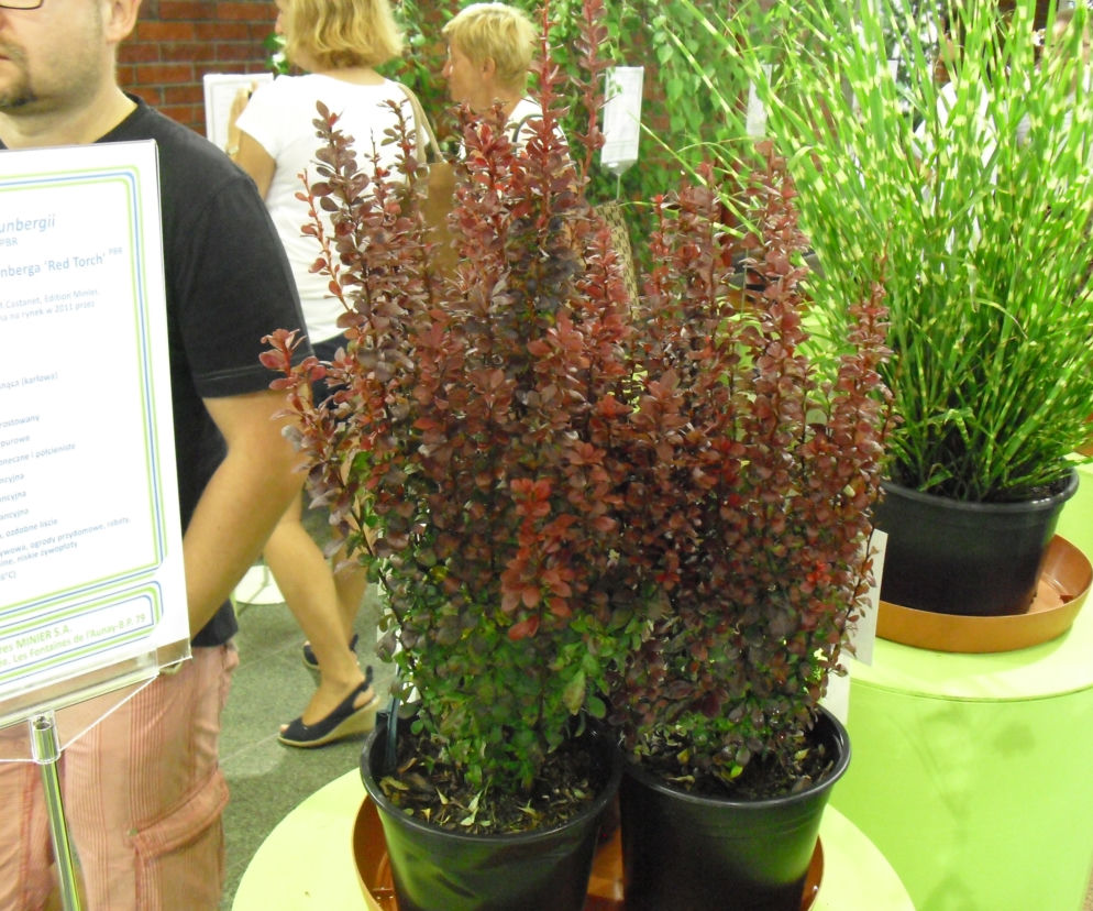 Berberys Thunberga 'Red Torch'
