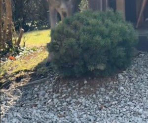 Szokujące nagranie z ogrodu Ewy Gawryluk! Takich gości się nie spodziewała