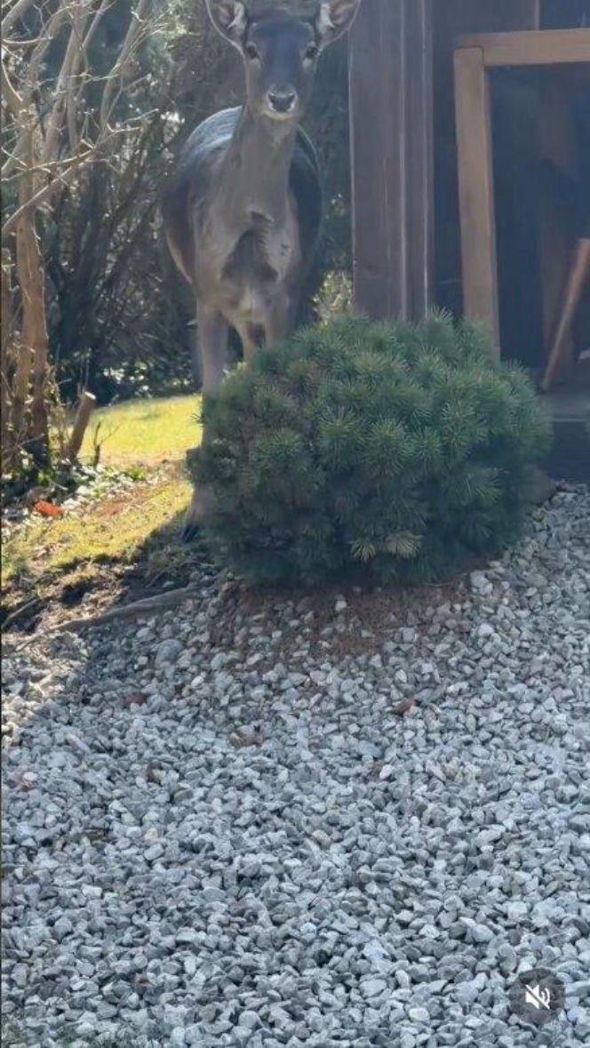 Szokujące nagranie z ogrodu Ewy Gawryluk! Takich gości się nie spodziewała