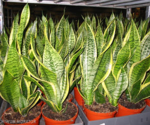sansewieria