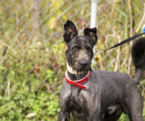Psiaki z Palucha do adopcji
