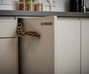 Pyton uwięziony w kuchni. Jak daleko może zajść beztroska właścicieli?