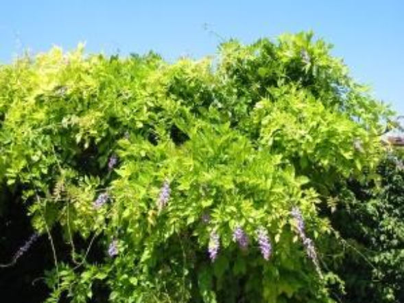 Wisteria nie kwitnie